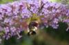 Hemaris fuciformis